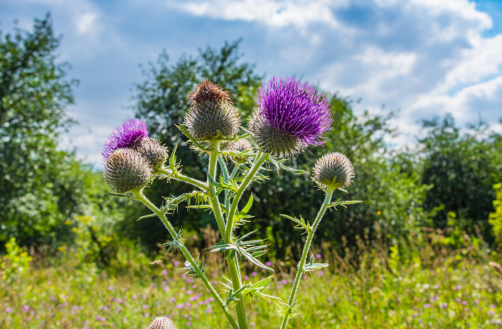 burdock flowers in sunshine