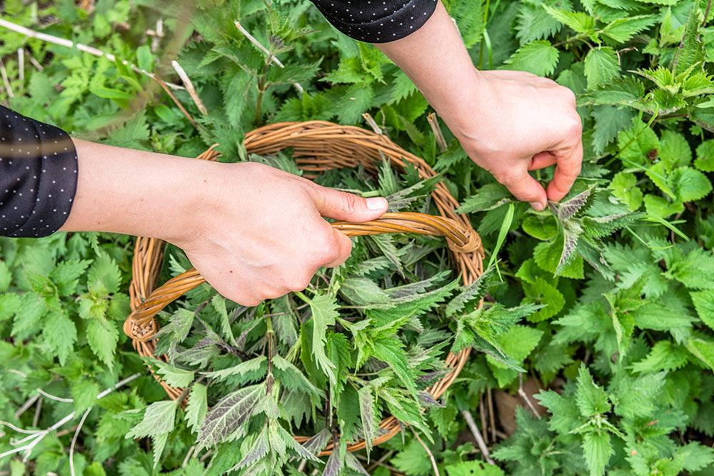 Nettle collecting