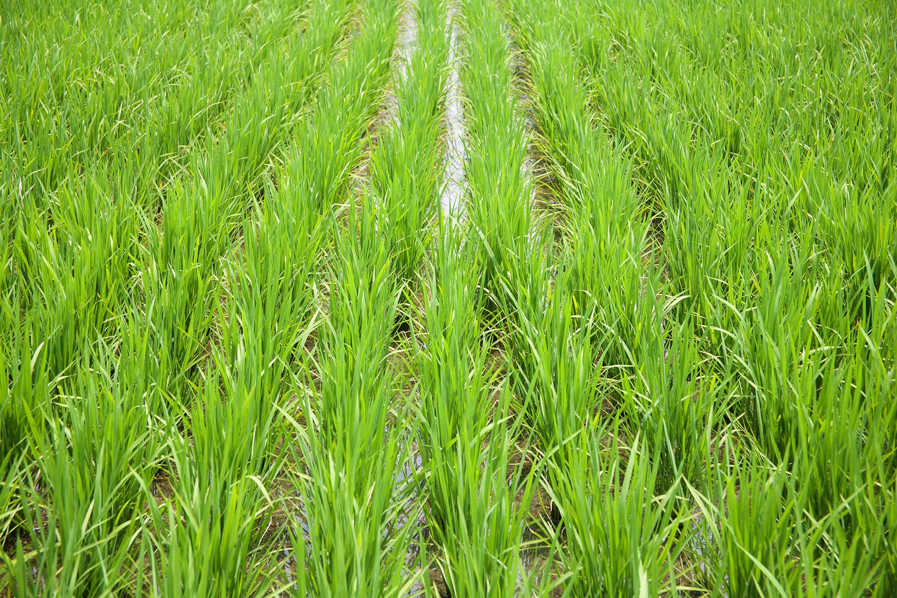 rice fields