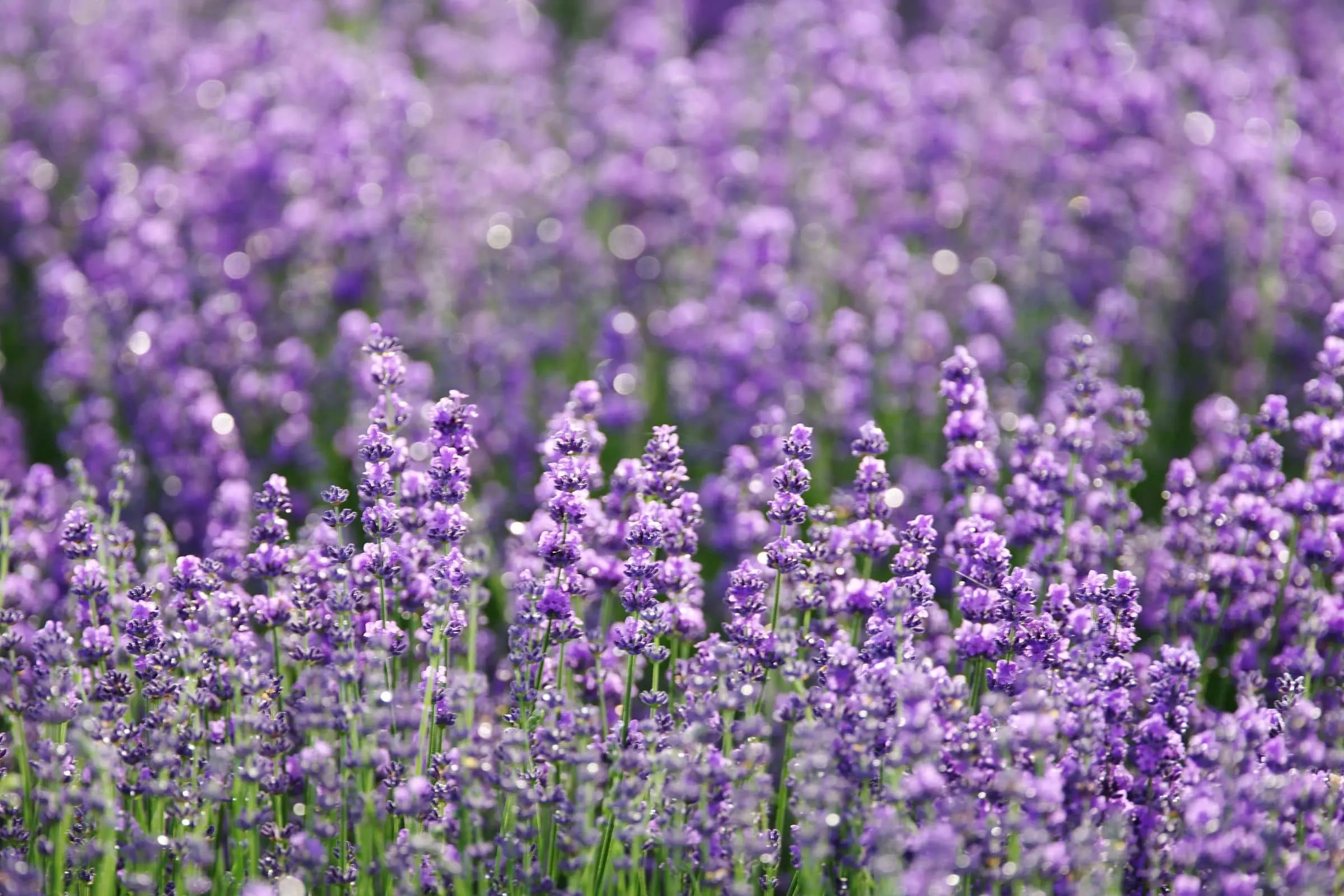 Field of Lavender