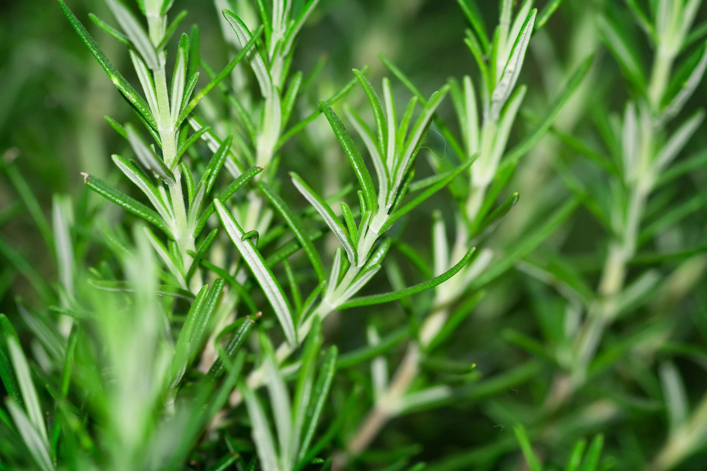 Cover_Photo_100_PURE_Rosemary-Based_Dandruff_Treatments